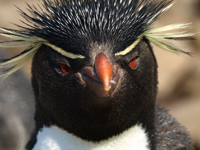 ../../Pictures/241209/038 Rockhopper.JPG